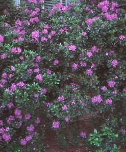 Rhododendron 'Daphnoides' Live Plant – Purple Blooms – #2 Container Size – Outdoor Shrub - Image 3