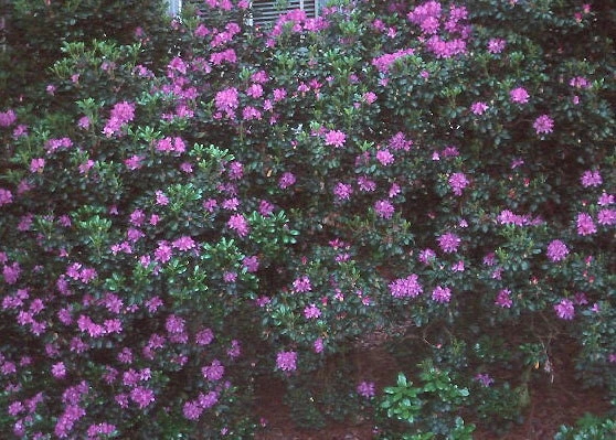 Rhododendron 'Daphnoides' Live Plant – Purple Blooms – #2 Container Size – Outdoor Shrub - Image 3