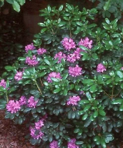 Rhododendron 'Daphnoides' Live Plant – Purple Blooms – #2 Container Size – Outdoor Shrub - Image 4