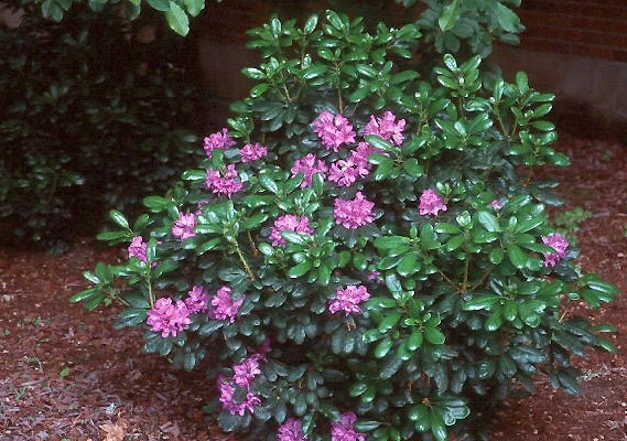 Rhododendron 'Daphnoides' Live Plant – Purple Blooms – #2 Container Size – Outdoor Shrub - Image 4