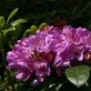 Rhododendron 'Daphnoides' Live Plant – Purple Blooms – #2 Container Size – Outdoor Shrub - Image 1