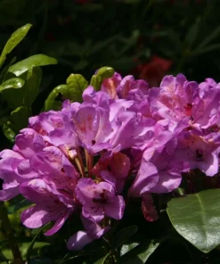 Rhododendron 'Daphnoides' Live Plant – Purple Blooms – #2 Container Size – Outdoor Shrub - Image 1
