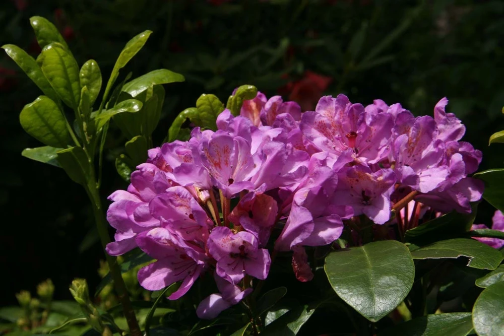 Rhododendron 'Daphnoides' Live Plant – Purple Blooms – #2 Container Size – Outdoor Shrub - Image 1