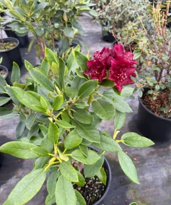 Rhododendron Dark Lord Live Plant – Dark Maroon Flowers – 2 Gallon Size – Outdoor Shrub - Image 2