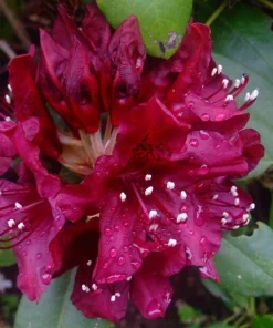 Rhododendron Dark Lord Live Plant – Dark Maroon Flowers – 2 Gallon Size – Outdoor Shrub - Image 3
