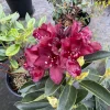 Rhododendron Dark Lord Live Plant – Dark Maroon Flowers – 2 Gallon Size – Outdoor Shrub - Image 1
