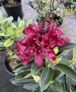 Rhododendron Dark Lord Live Plant – Dark Maroon Flowers – 2 Gallon Size – Outdoor Shrub - Image 1