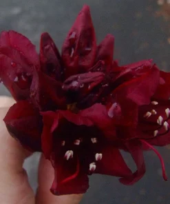 Rhododendron Dark Lord - Very Dark Maroon Bloom Rhododendron Flowers Plant - One Gallon Size - Image 2