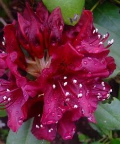 Rhododendron Dark Lord - Very Dark Maroon Bloom Rhododendron Flowers Plant - One Gallon Size - Image 3