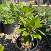 Rhododendron Dark Lord - Very Dark Maroon Bloom Rhododendron Flowers Plant - One Gallon Size - Image 1