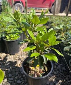Rhododendron Dark Lord - Very Dark Maroon Bloom Rhododendron Flowers Plant - One Gallon Size - Image 1