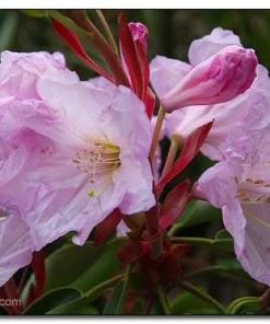 Rhododendron 'Dexter's Peppermint'- Peppermint Scented Pink Rhododendron Flowers Plant - #1 Container Size- Rare Variety - Image 2