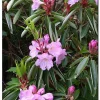 Rhododendron 'Dexter's Peppermint'- Peppermint Scented Pink Rhododendron Flowers Plant - #1 Container Size- Rare Variety - Image 1