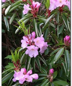 Rhododendron 'Dexter's Peppermint'- Peppermint Scented Pink Rhododendron Flowers Plant - #1 Container Size- Rare Variety - Image 1