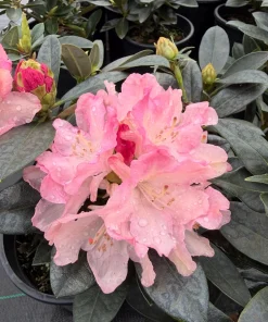Rhododendron Dreamland - White Blooms with a Touch of Pink Rhododendron Flowers Plant -One Gallon Size - Image 2