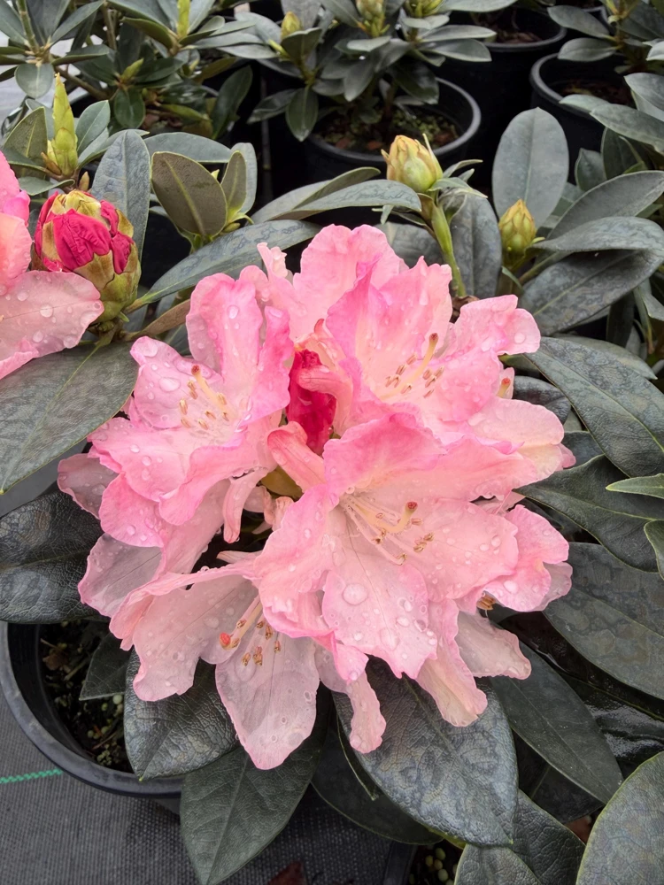 Rhododendron Dreamland - White Blooms with a Touch of Pink Rhododendron Flowers Plant -One Gallon Size - Image 2
