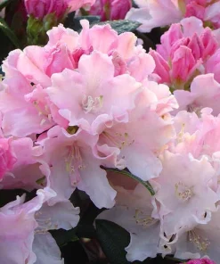Rhododendron Dreamland - White Blooms with a Touch of Pink Rhododendron Flowers Plant -One Gallon Size - Image 3