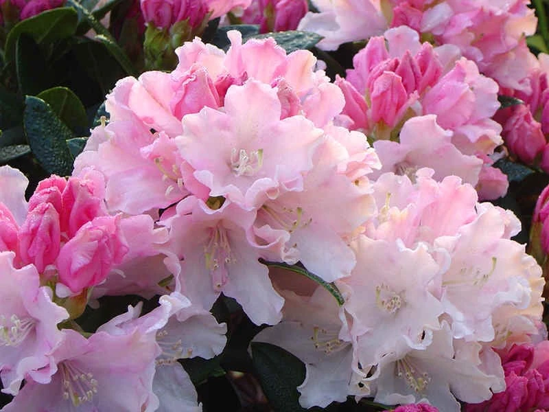 Rhododendron Dreamland - White Blooms with a Touch of Pink Rhododendron Flowers Plant -One Gallon Size - Image 3