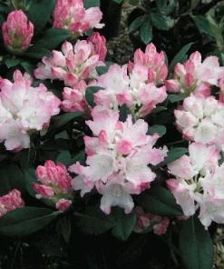 Rhododendron Dreamland - White Blooms with a Touch of Pink Rhododendron Flowers Plant -One Gallon Size - Image 4