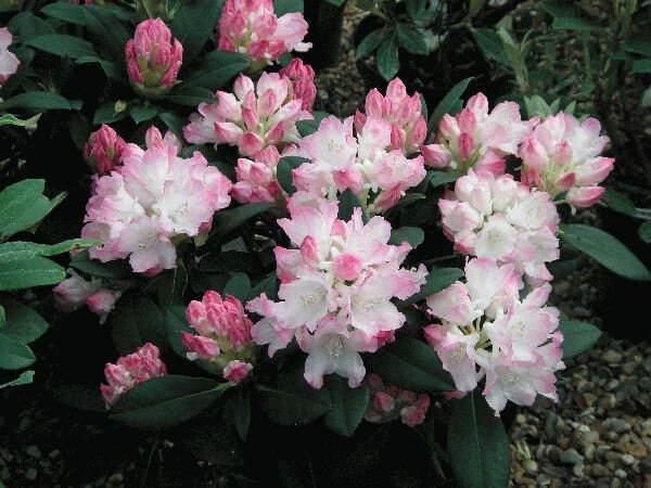 Rhododendron Dreamland - White Blooms with a Touch of Pink Rhododendron Flowers Plant -One Gallon Size - Image 4