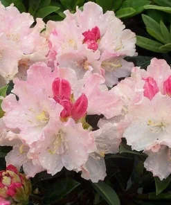 Rhododendron Dreamland - White Blooms with a Touch of Pink Rhododendron Flowers Plant -One Gallon Size - Image 5
