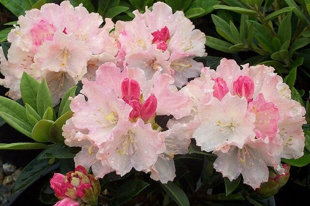 Rhododendron Dreamland - White Blooms with a Touch of Pink Rhododendron Flowers Plant -One Gallon Size - Image 5