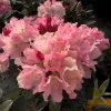 Rhododendron Dreamland - White Blooms with a Touch of Pink Rhododendron Flowers Plant -One Gallon Size - Image 1