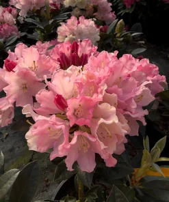 Rhododendron Dreamland - White Blooms with a Touch of Pink Rhododendron Flowers Plant -One Gallon Size - Image 1