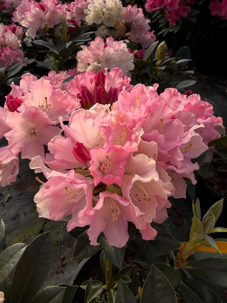 Rhododendron Dreamland - White Blooms with a Touch of Pink Rhododendron Flowers Plant -One Gallon Size - Image 1