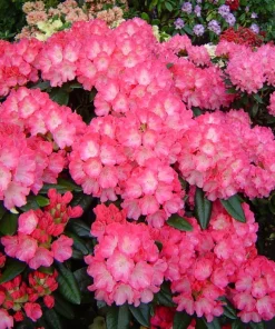Rhododendron Fantastica Live Plant - Hot Pink Blooms, 1 Gallon, Outdoor Shrub - Image 2
