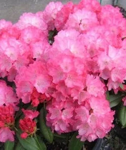 Rhododendron Fantastica Live Plant - Hot Pink Blooms, 1 Gallon, Outdoor Shrub - Image 3
