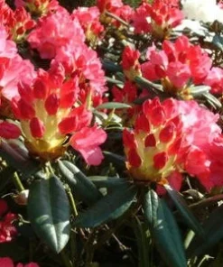 Rhododendron Fantastica Live Plant - Hot Pink Blooms, 1 Gallon, Outdoor Shrub - Image 4