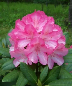 Rhododendron Fantastica Live Plant - Hot Pink Blooms, 1 Gallon, Outdoor Shrub - Image 5