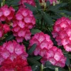Rhododendron Fantastica Live Plant - Hot Pink Blooms, 1 Gallon, Outdoor Shrub - Image 1