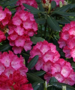 Rhododendron Fantastica Live Plant - Hot Pink Blooms, 1 Gallon, Outdoor Shrub - Image 1