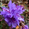 Rhododendron fastigiatum Live Plant – Purple Blooms – #1 Container – Outdoor - Image 1