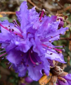 Rhododendron fastigiatum Live Plant – Purple Blooms – #1 Container – Outdoor - Image 1