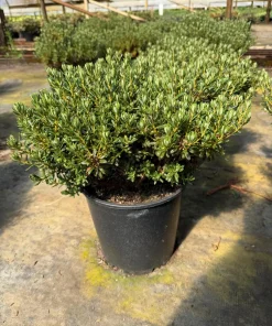 Rhododendron fastigiatum Live Plant – Purple Blooms – #1 Container – Outdoor - Image 2