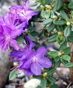 Rhododendron fastigiatum Live Plant – Purple Blooms – #1 Container – Outdoor - Image 4