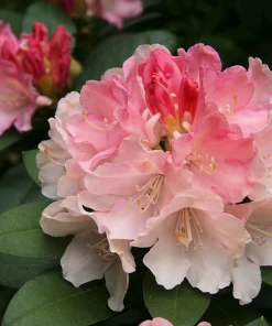 Rhododendron Golden Torch - Pink Bloom fading to Golden Cream Rhododendron Flowers Plant - #1 Container Size Plant - Image 2