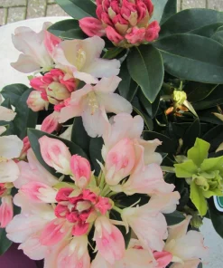 Rhododendron Golden Torch - Pink Bloom fading to Golden Cream Rhododendron Flowers Plant - #1 Container Size Plant - Image 3