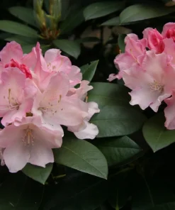 Rhododendron Golden Torch - Pink Bloom fading to Golden Cream Rhododendron Flowers Plant - #1 Container Size Plant - Image 4