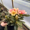Rhododendron Golden Torch - Pink Bloom fading to Golden Cream Rhododendron Flowers Plant - #1 Container Size Plant - Image 1