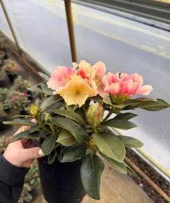 Rhododendron Golden Torch - Pink Bloom fading to Golden Cream Rhododendron Flowers Plant - #1 Container Size Plant - Image 1