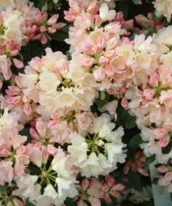 Rhododendron Golden Torch - Pink Bloom fading to Golden Cream Rhododendron Flowers Plant - #1 Container Size Plant - Image 5