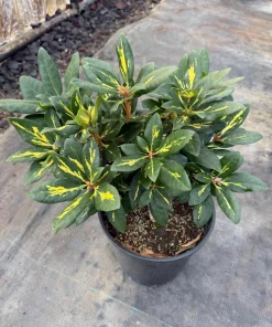 Rhododendron Goldflimmer - Purple Blooms Rhododendron Flowers Plant Variegated Leaves - #2 Container Size Plant - Image 2