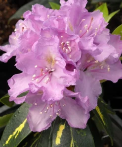 Rhododendron Goldflimmer - Purple Blooms Rhododendron Flowers Plant Variegated Leaves - #2 Container Size Plant - Image 3