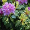 Rhododendron Goldflimmer - Purple Blooms Rhododendron Flowers Plant Variegated Leaves - #2 Container Size Plant - Image 1