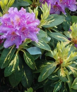 Rhododendron Goldflimmer - Purple Blooms Rhododendron Flowers Plant Variegated Leaves - #2 Container Size Plant - Image 1