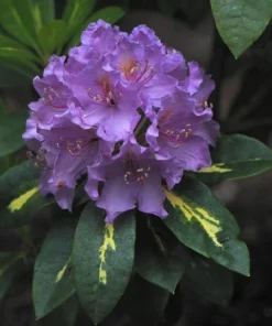 Rhododendron Goldflimmer - Purple Blooms Rhododendron Flowers Plant Variegated Leaves - #2 Container Size Plant - Image 4